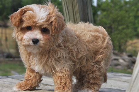 They are a cross between the havanese and a miniature poodle. Maltipoo Puppies for Sale: Affectionate and Loving