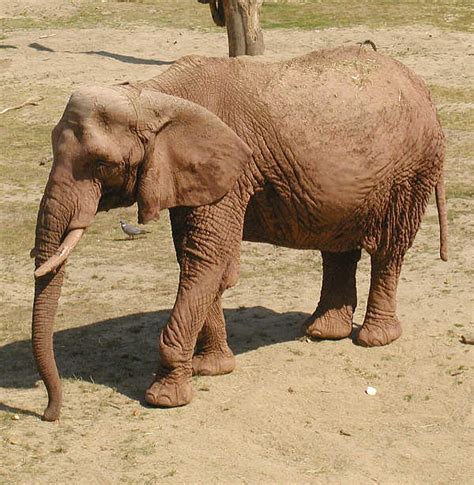 African Elephant Loxodonta Sp Wiki Image Only