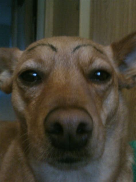 hilarious   dogs  fake eyebrows