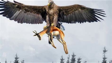 Top 10 Best Of Eagle Attacks The Best Of Eagle Attack On Deer Bear