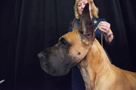 14 Dog Breeds That Grow Really Big