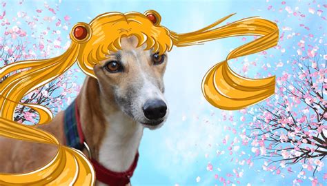 100 Anime Dog Names Ideas For Trendy Geeky And Manga