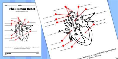 The Human Heart Labeling Worksheet Teacher Made