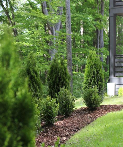 Emerald Green Arborvitae Trees Everything You Need To Know Plank And