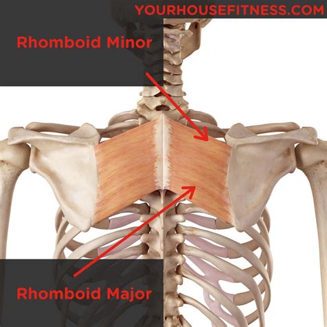 Muscle Breakdown Rhomboid Major And Minor