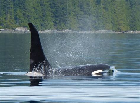 Wild Orca Northern Vancouver Island Photo By Gary Of Aboriginal