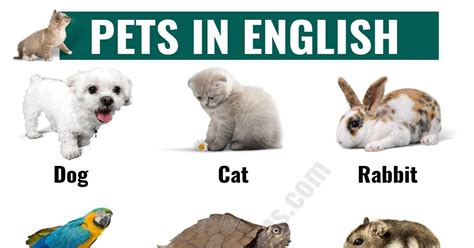 Types Of Pets