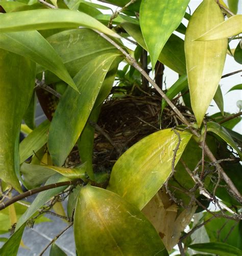 Pada masa ini buluh sering menjadi pilihan di taman kerana ia. Greenfingers: Sarang Burung Sudah Siap
