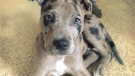 Catahoula Leopard Dog And Pitbull Mix Kittens And Puppies Baby Puppies