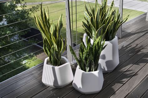 Una delle piante da interno più famose in assoluto, soprattutto per le sue proprietà curative, c'è l'aloe vera. Vaso da interno e giardino. Ops S | Nicoli