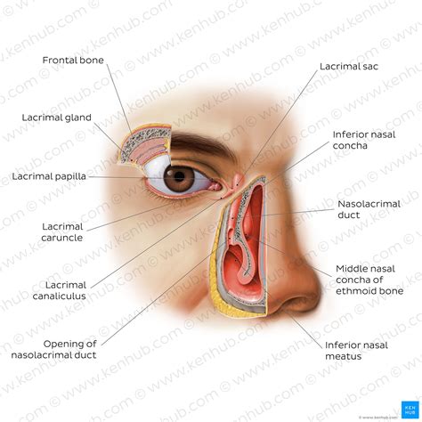 Anatomy Of The Nasolacrimal System Lacrimal Gland Open I My XXX Hot Girl