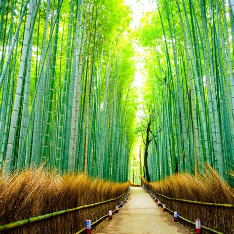 Best Tourist Places In Japan Travel Guide Blog For Japan