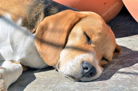 Beagle Sleeping — Stock Photo © Julof77 11444146
