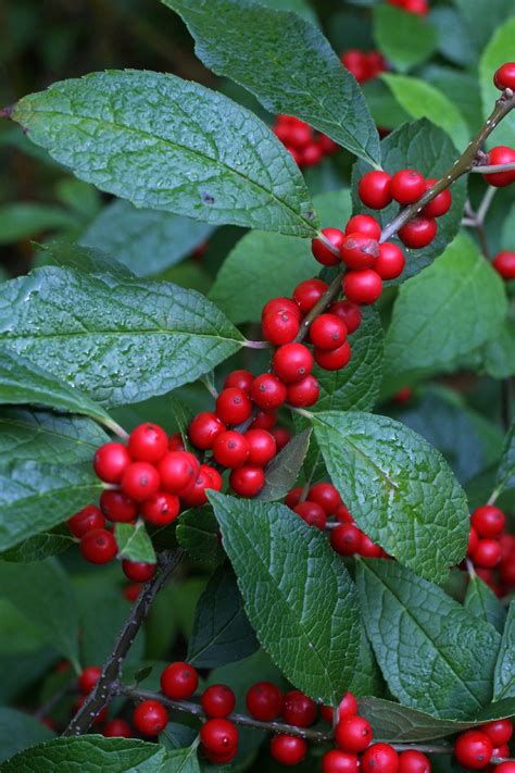 Consortium Of Midwest Herbaria Ilex Verticillata