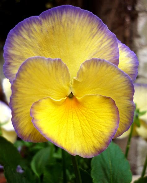 Looking Good This Morning Viola Etain Pansies Amazing Flowers Love
