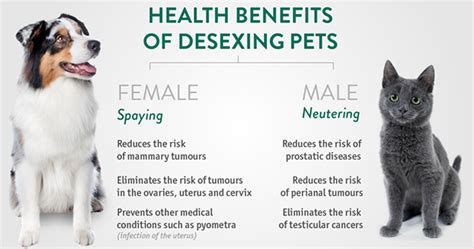 Desexing Your Pet Greencross Vets