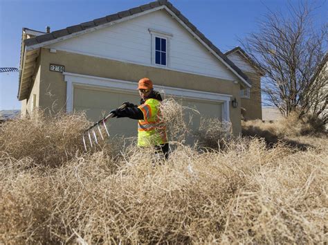 California Town Bombarded By Tumbleweeds Houses Disappeared
