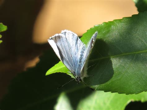 Holly Blue Merley Dorset Butterflies
