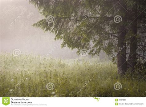 Morning Sun Rays In The Fog Mountains Tree Stock Image Image Of