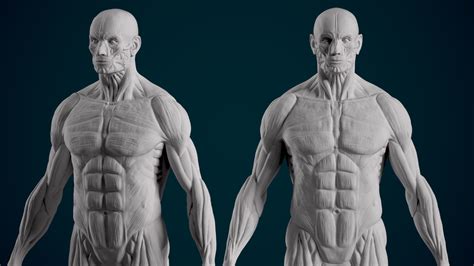 Anatomy Study Ecorche Front Views By Lormag On Deviantart