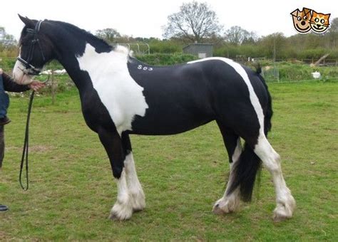 Other Horse Breeds For Sale Pets4homes Horses Horse Breeds Horse
