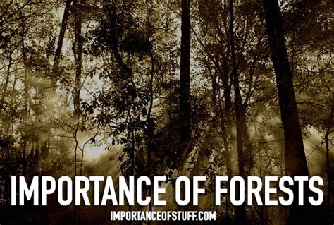 Importance Of Forest In Our Life Essay And Speech