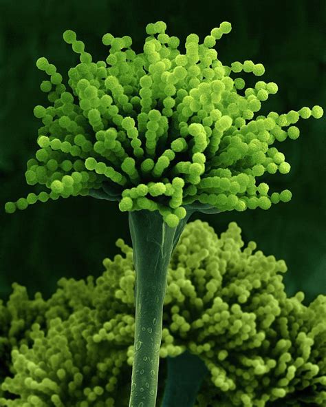 Mould Aspergillus Versicolor Photograph By Dennis Kunkel Microscopy