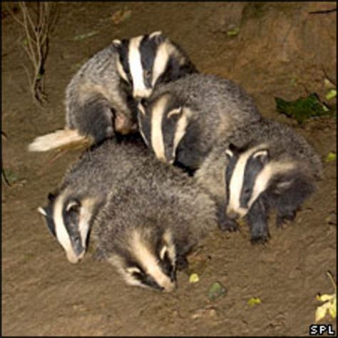 Badger Culling Questions And Answers Bbc News