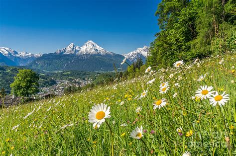 Beautiful Flowers In Striking Mountain Landscape In Spring