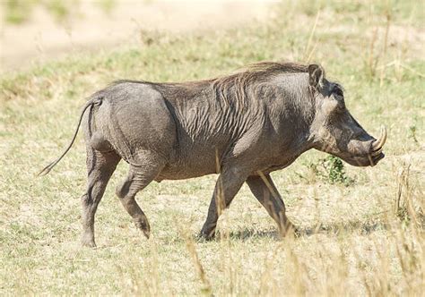 Best Warthog Stock Photos Pictures And Royalty Free Images Istock