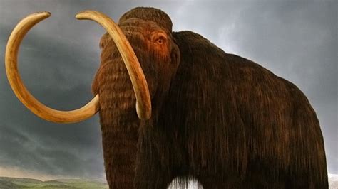 Back From Extinction Scientists Plan To Clone Woolly Mammoth Big Think