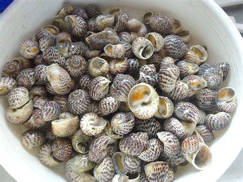 Kisar bahan bertanda * hingga hancur. Tertunailah Hasrat Di Hati: Pernah Makan Tak Siput Bintang?