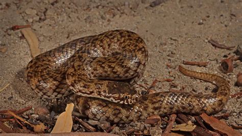 Critically Endangered Venomous Snake Found In Sa The Advertiser