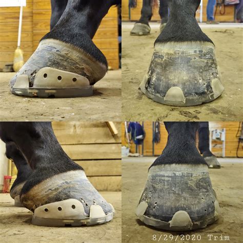 Dream Big One Year Comparisons Hooves