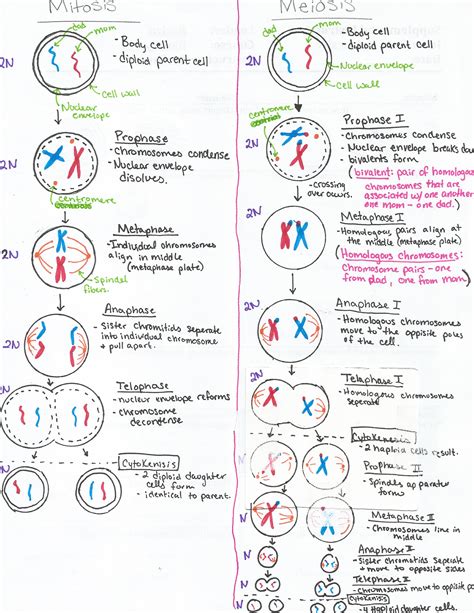 Meiosis has two cycles of cell division, conveniently called meiosis i and meiosis ii. Mitosis Vs Meiosis - Revision Cards in A Level and IB Biology