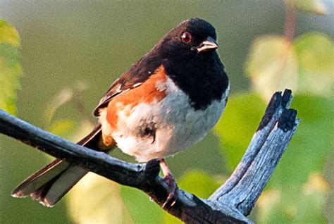 World Beautiful Birds Eastern Towhee Birds Facts And Latest Pictures