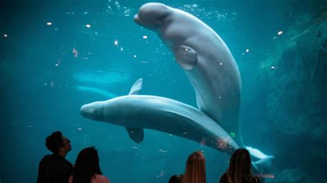 Georgia Aquarium Bid To Import Beluga Whales To Us Meets Opposition