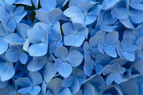 Pastel Blue Flower Wallpapers Top Free Pastel Blue Flower Backgrounds