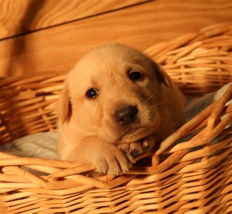 Journey x josie this is a born aug. yellow lab puppies for sale in Alabama | Labrador puppies ...