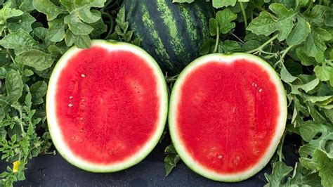 Excite Watermelon Treated Seed Seedway