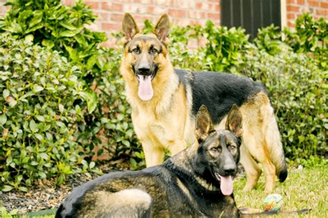 Baron Saddleback Gsd At 12 Months And Drake Dark Sable At 8 Months