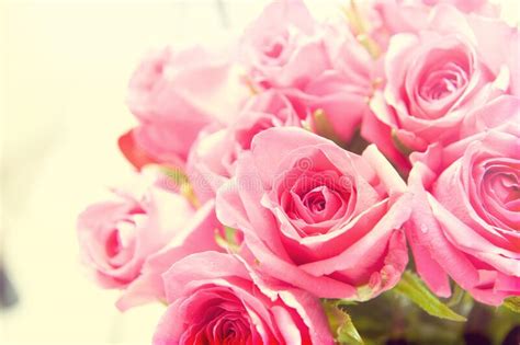 Abstract Background Of Pink Roses Stock Photo Image Of Detail Blur