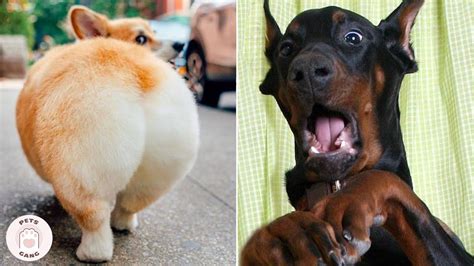 Warning These Funny Dogs Will Make You Laugh All Day Youtube