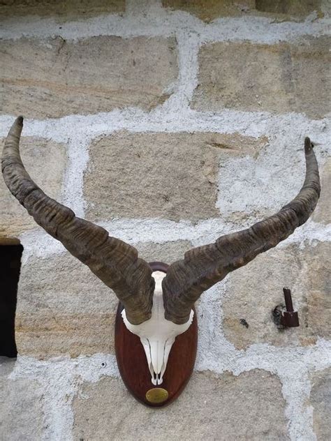 Iberian Ibex Trophy Skull On Shield Capra Pyrenaica Catawiki