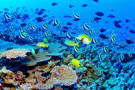 20 Hidden Secrets Of The Deep Blue Sea