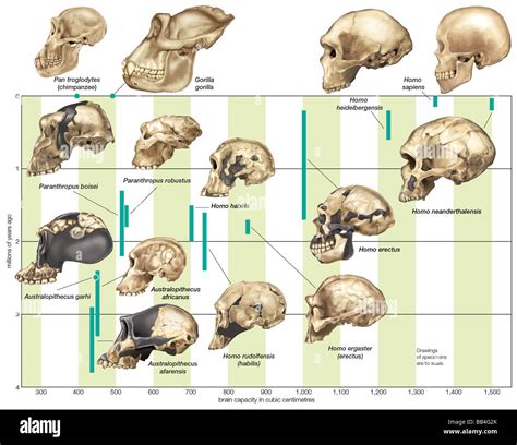 The Increase In Hominin Cranial Capacity Through Various Species Over