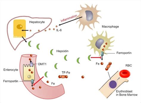 Inflammation increases interleukin-6 production. The ...