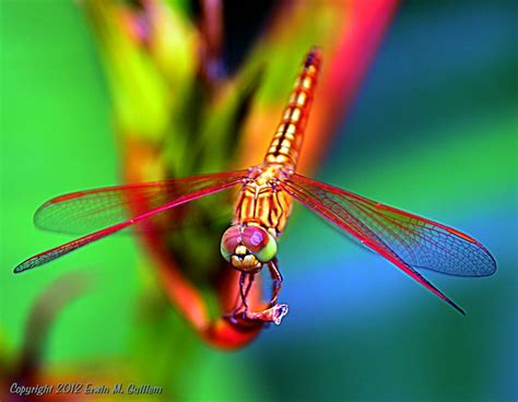 Colorful Dragonfly Erwin Guillem Dragonfly Images Colorful