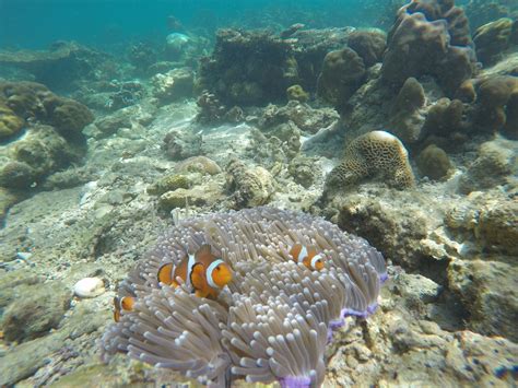 Borneo reef world is only 15 minutes by boat from kk city. Borneo Reef World | Redefining Travel