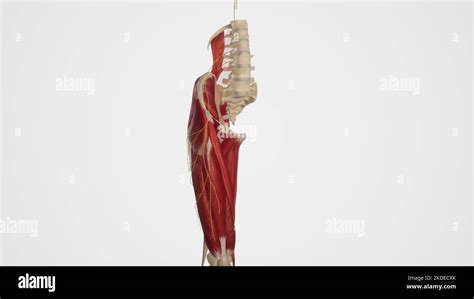 Lateral Femoral Cutaneous Nerve Stock Photo Alamy